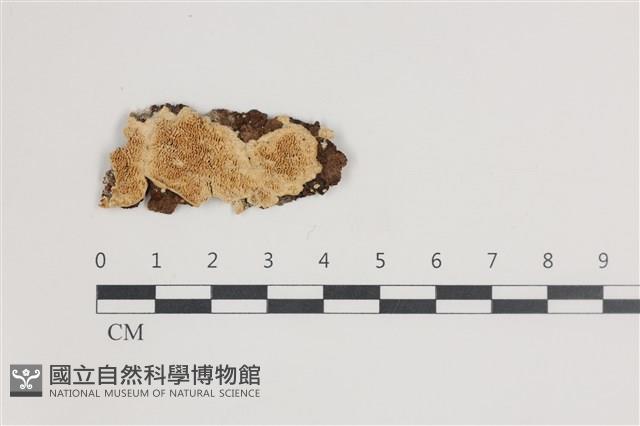 登錄號:F0035612藏品圖，第1張