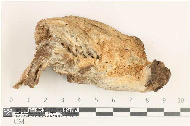 登錄號:F0038412藏品圖，第1張