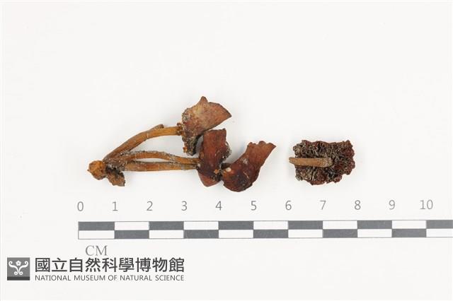 登錄號:F0036412藏品圖，第1張