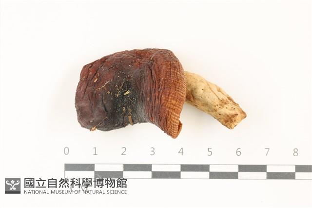 登錄號:F0037412藏品圖，第1張