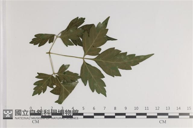 登錄號:F0035412藏品圖，第1張
