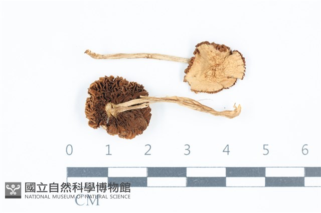 變色糞傘藏品圖，第1張