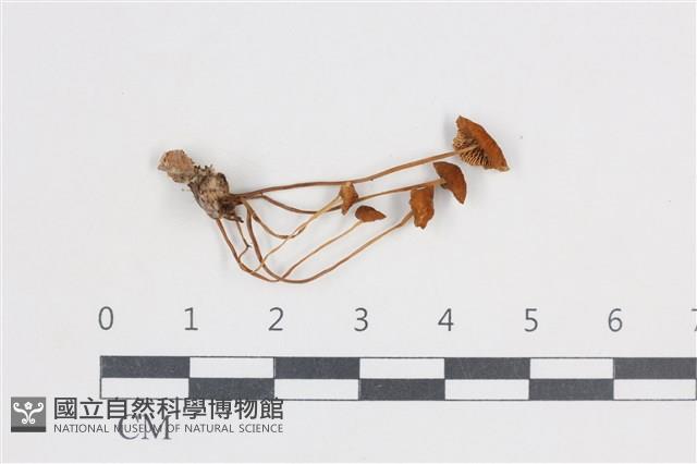 登錄號:F0038712藏品圖，第1張