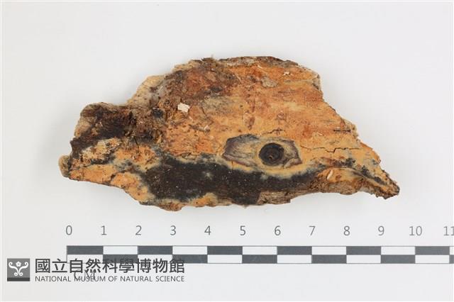 登錄號:F0036712藏品圖，第1張