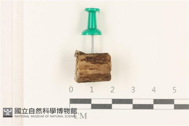 登錄號:F0037712藏品圖，第1張