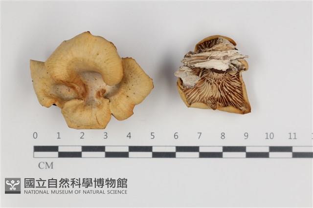 登錄號:F0035712藏品圖，第1張