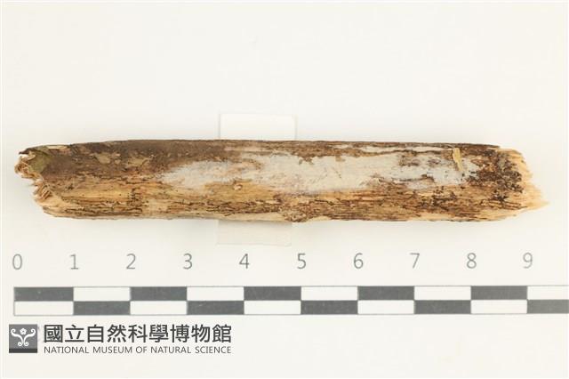 登錄號:F0038512藏品圖，第1張