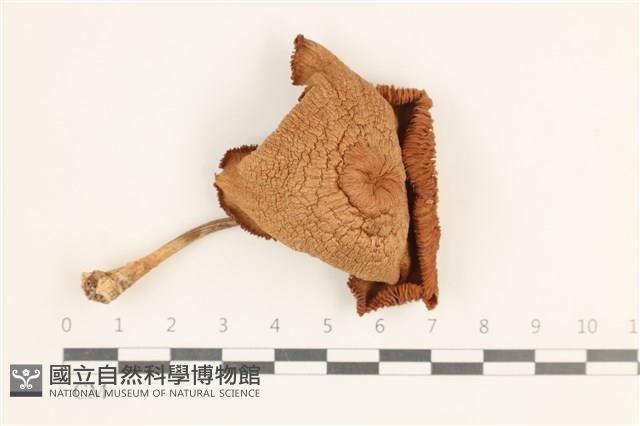 登錄號:F0036512藏品圖，第3張