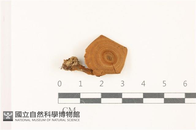 登錄號:F0037512藏品圖，第1張