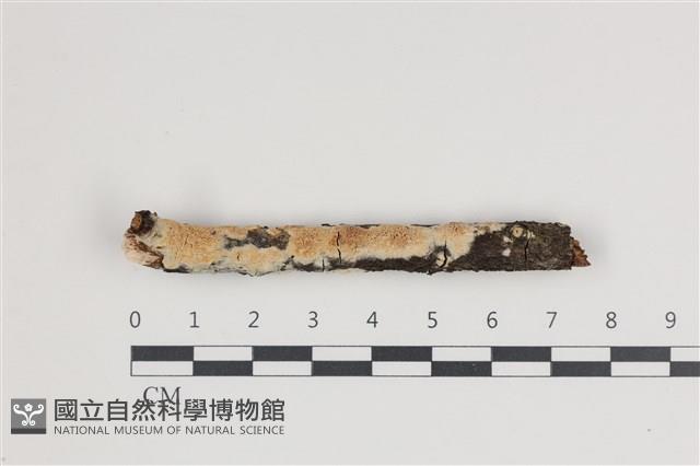 登錄號:F0035512藏品圖，第1張