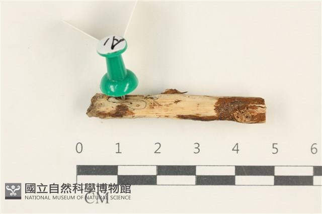 登錄號:F0038112藏品圖，第1張