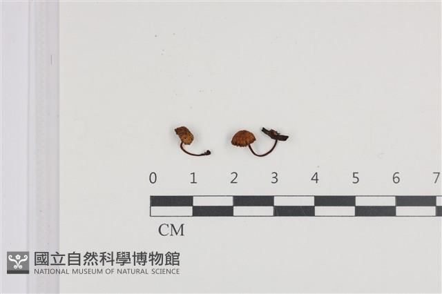 登錄號:F0036112藏品圖，第1張