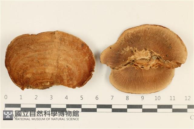 登錄號:F0037112藏品圖，第1張