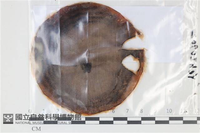 登錄號:F0035112藏品圖，第1張
