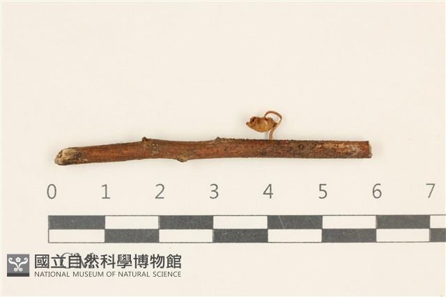 小皮傘屬藏品圖，第1張