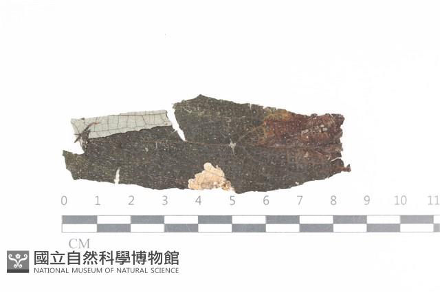 登錄號:F0036012藏品圖，第1張