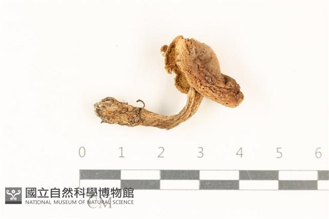 登錄號:F0037012藏品圖，第1張
