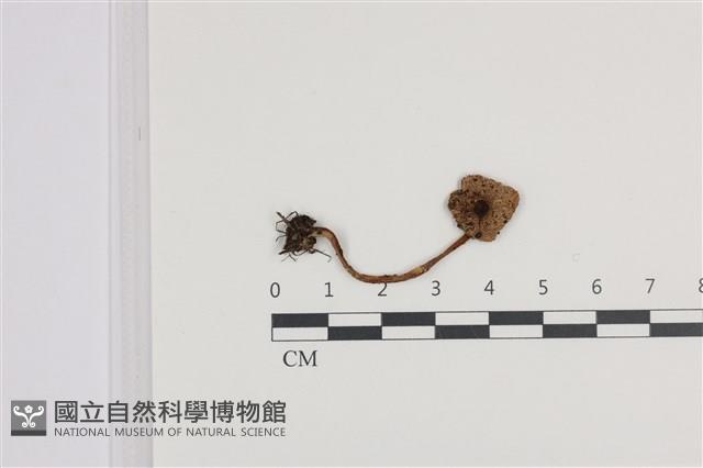 登錄號:F0036312藏品圖，第1張