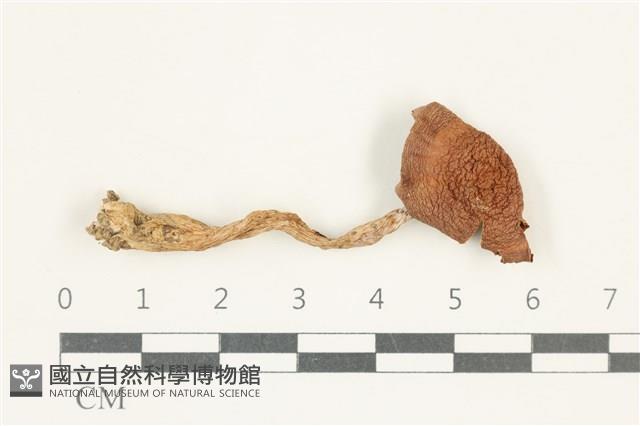 登錄號:F0038252藏品圖，第1張