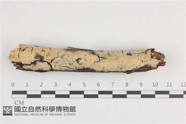 登錄號:F0036252藏品圖，第1張