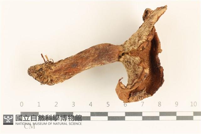 登錄號:F0037252藏品圖，第1張