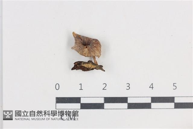 微皮傘屬藏品圖，第1張