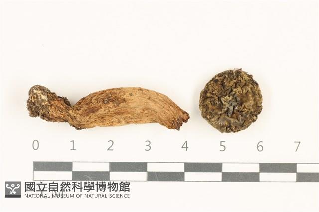 館號:F0036852藏品圖，第1張