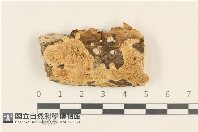 登錄號:F0017852藏品圖，第1張