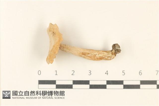 登錄號:F0036952藏品圖，第1張