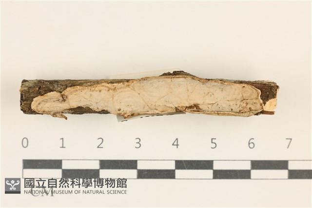 登錄號:F0028652藏品圖，第1張