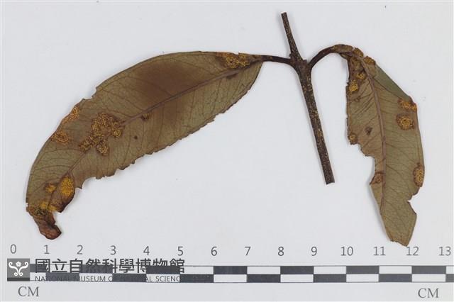 登錄號:F0038652藏品圖，第1張