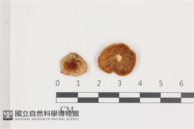 紅菇屬藏品圖，第1張