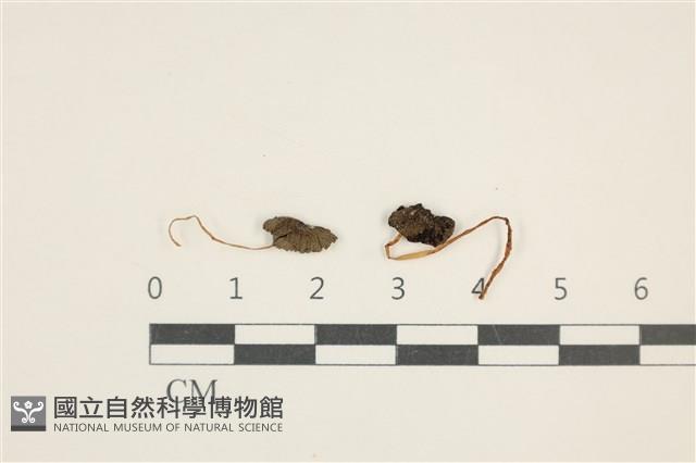 登錄號:F0037652藏品圖，第1張