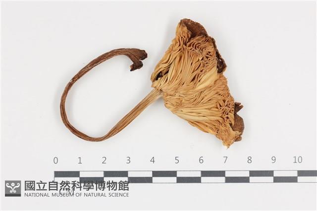 登錄號:F0036452藏品圖，第1張