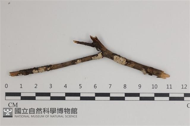 登錄號:F0035452藏品圖，第1張