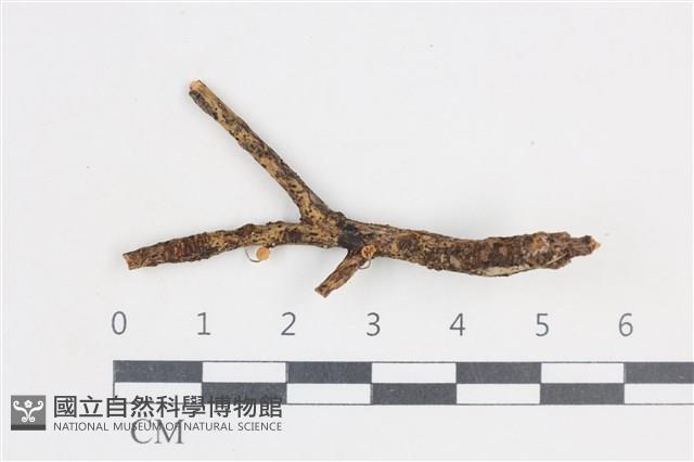 登錄號:F0038752藏品圖，第1張