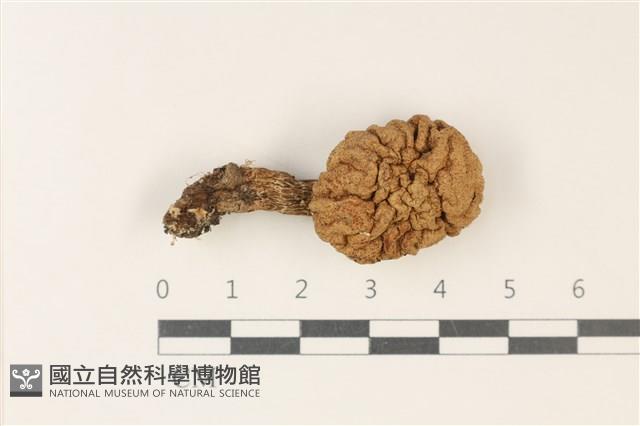 登錄號:F0037752藏品圖，第1張