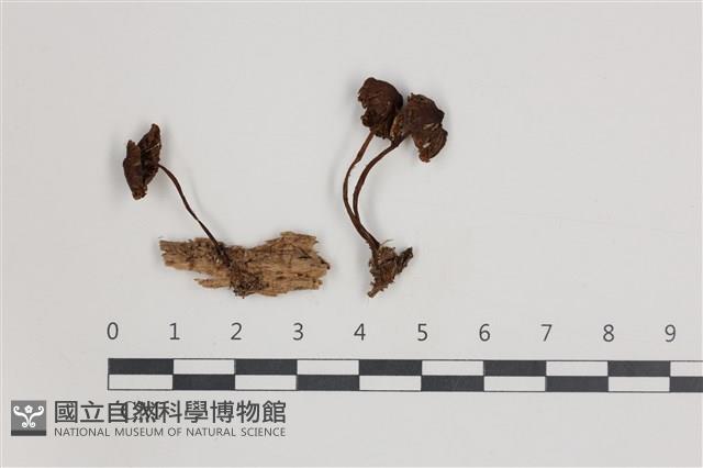 登錄號:F0035752藏品圖，第1張