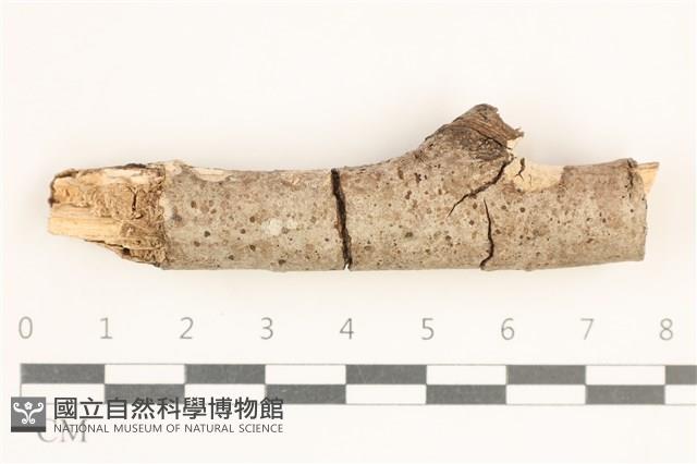 登錄號:F0038552藏品圖，第1張