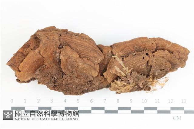登錄號:F0036552藏品圖，第1張