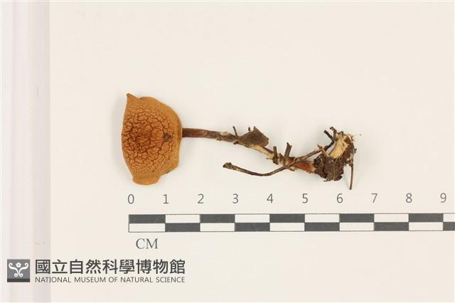 登錄號:F0037552藏品圖，第1張