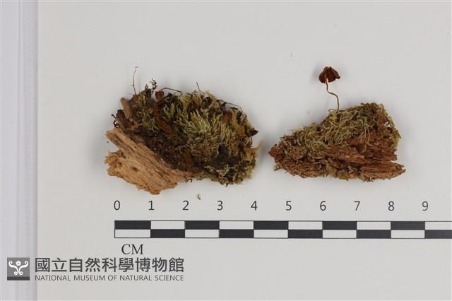 登錄號:F0035552藏品圖，第1張