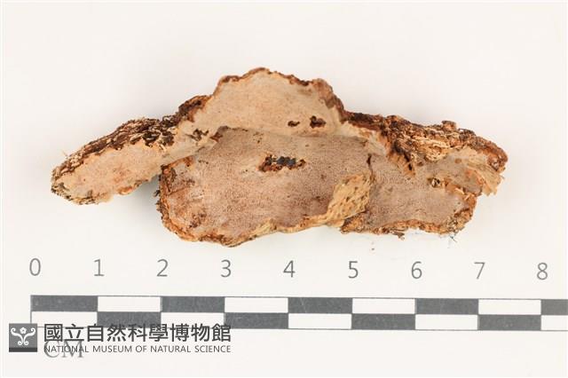 登錄號:F0038152藏品圖，第1張