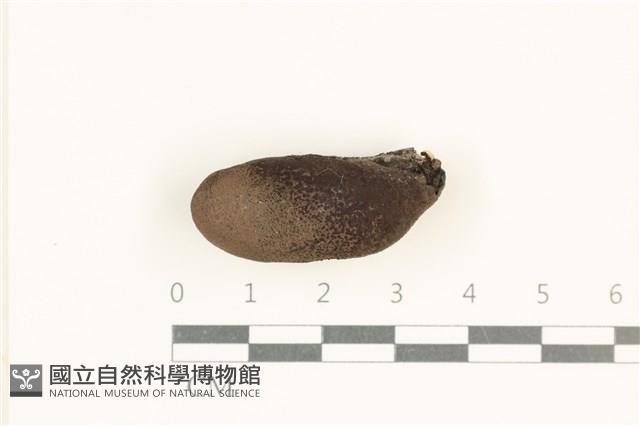 炭角菌屬藏品圖，第1張