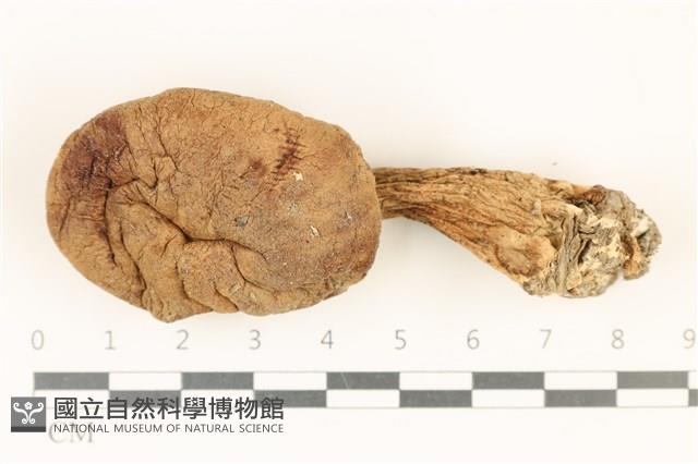 登錄號:F0037052藏品圖，第1張