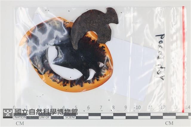 登錄號:F0035052藏品圖，第1張