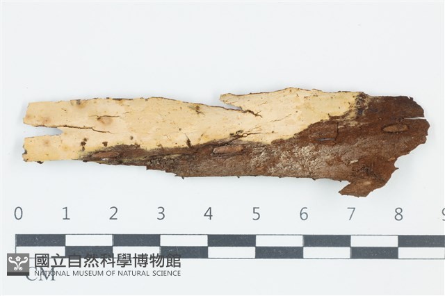 登錄號:F0039052藏品圖，第1張