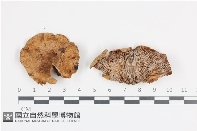 登錄號:F0036352藏品圖，第1張