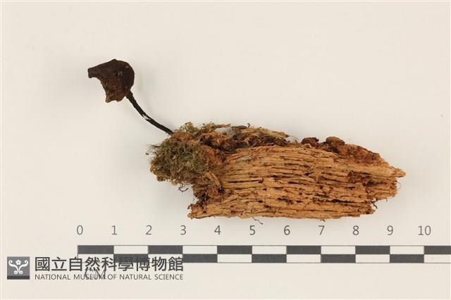 登錄號:F0037352藏品圖，第1張