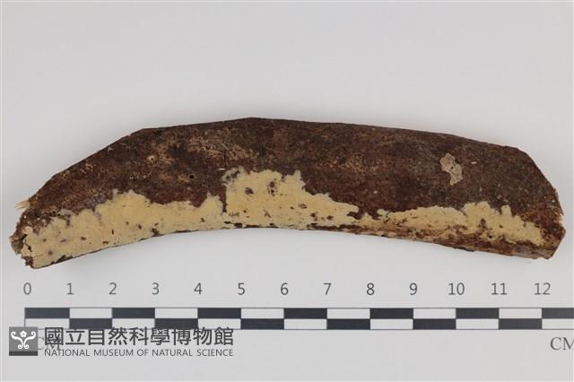 登錄號:F0035352藏品圖，第1張